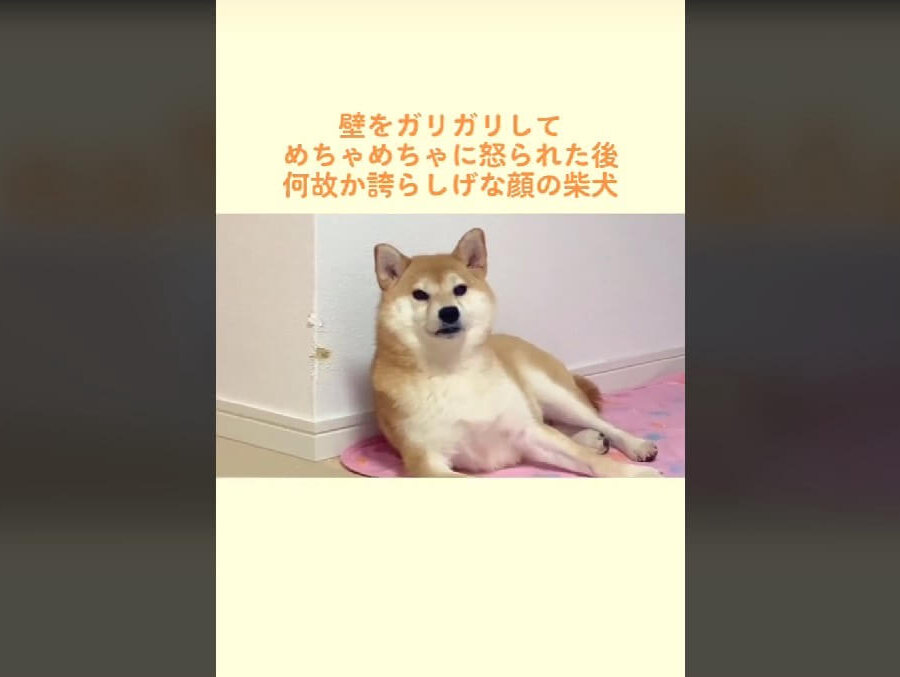 柴犬,動画