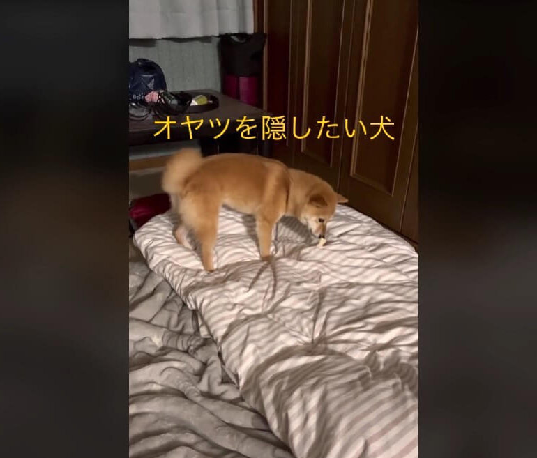 柴犬,動画