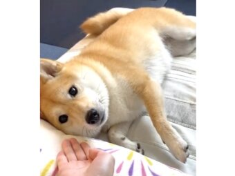 柴犬,動画