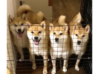 柴犬,動画