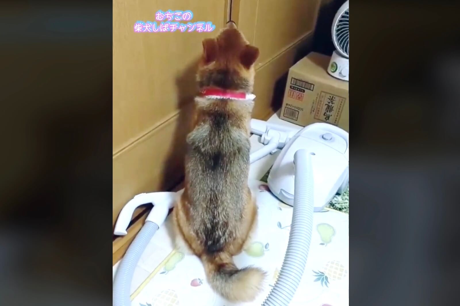 柴犬,動画