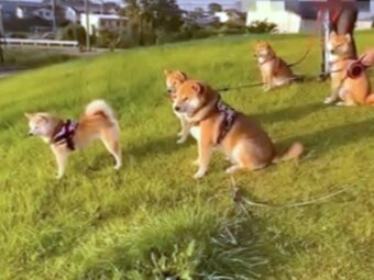 柴犬,動画