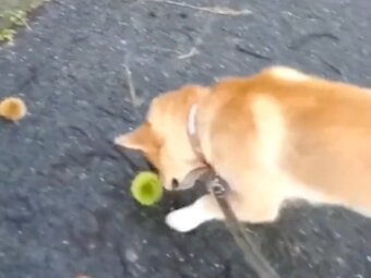 柴犬,動画