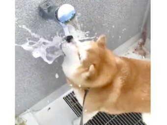 柴犬,動画