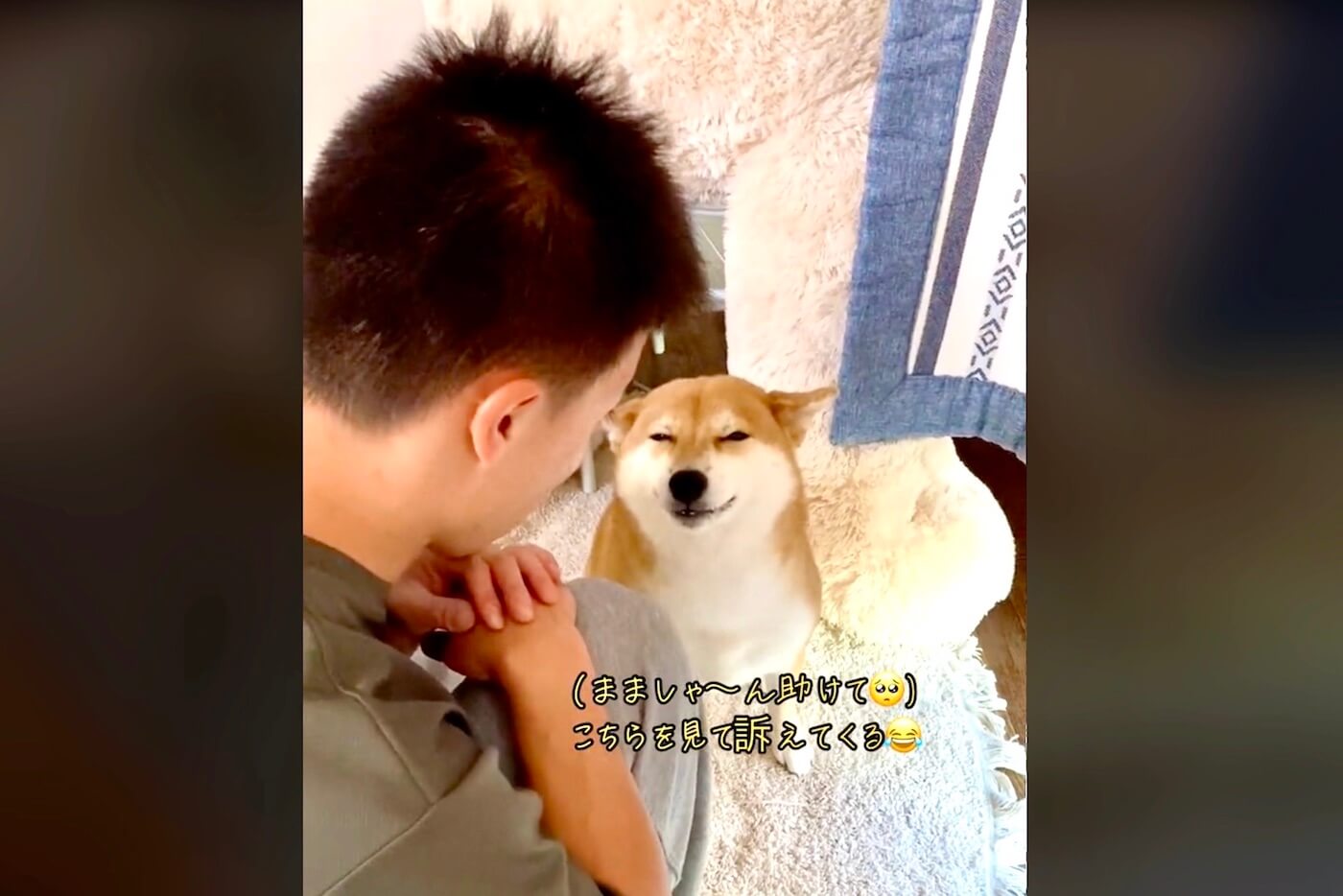 柴犬,動画