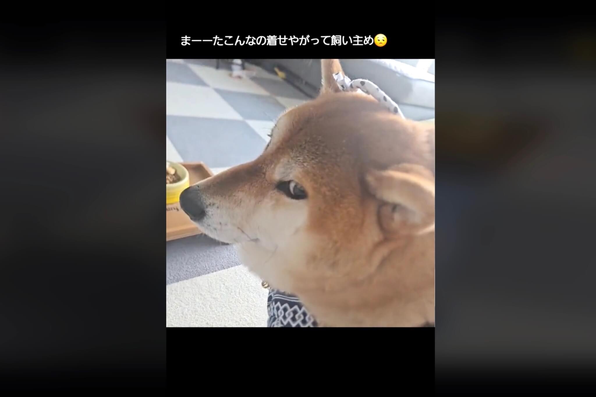 柴犬,動画