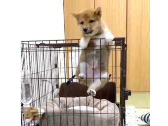 柴犬,動画