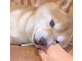 柴犬,動画
