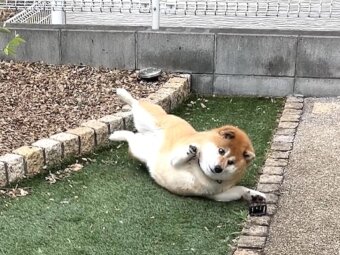 柴犬,動画