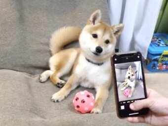 柴犬,動画