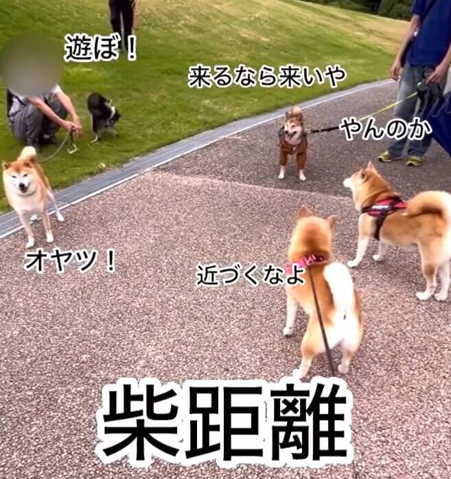 柴犬,動画