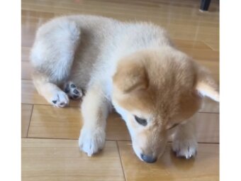 柴犬,動画