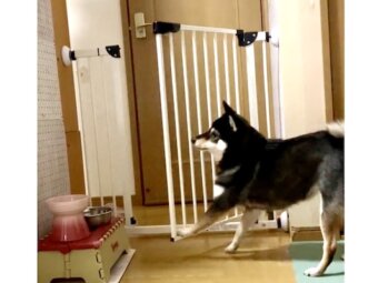 柴犬,動画