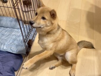 柴犬,動画