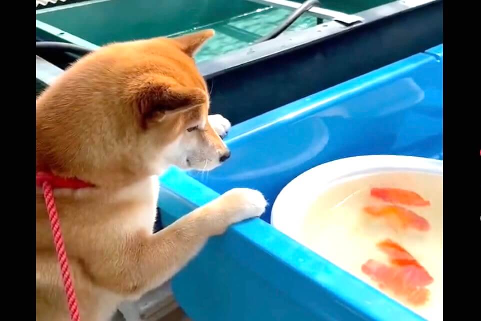 柴犬,動画