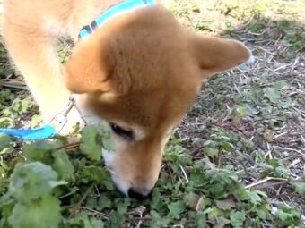 柴犬,動画