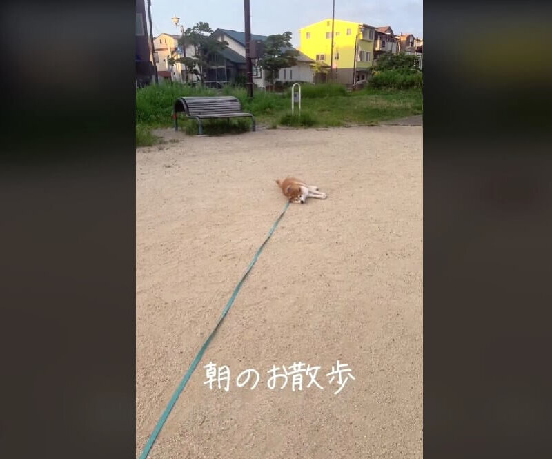 柴犬,動画