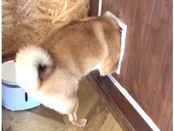 柴犬,動画