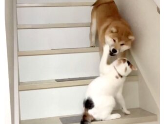 柴犬,動画