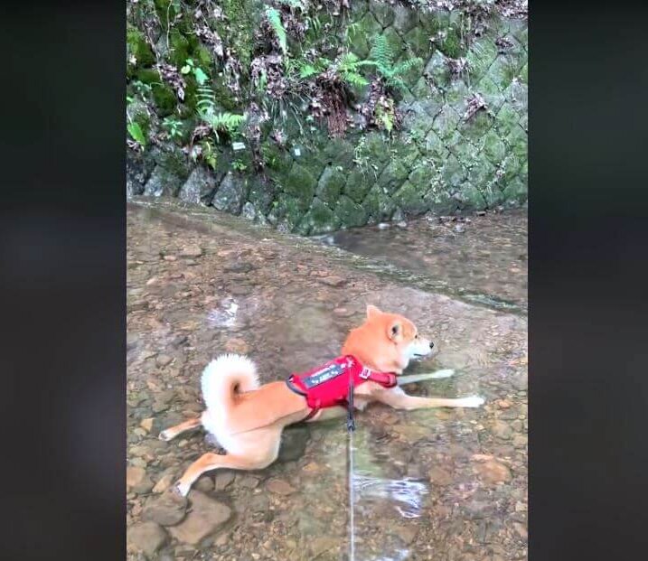 柴犬,動画