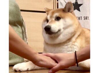 柴犬,動画