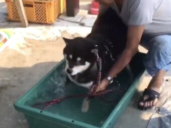 柴犬,動画