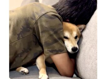柴犬,動画