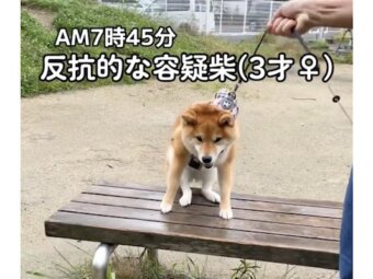 柴犬,動画