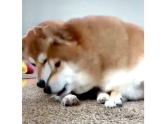 柴犬,動画