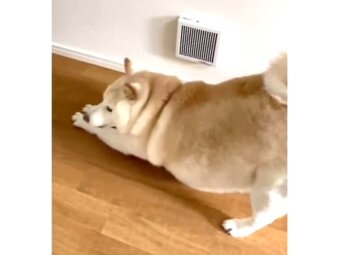 柴犬,動画