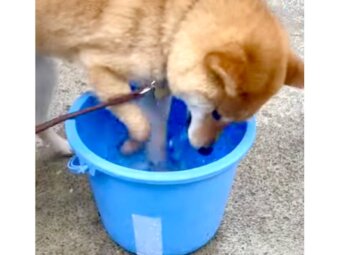 柴犬,動画