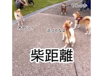 柴犬,動画