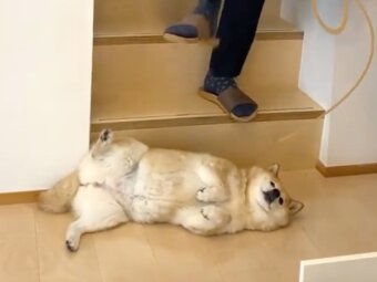 柴犬,動画