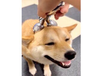 柴犬,動画