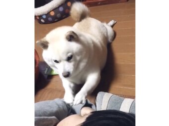 柴犬,動画
