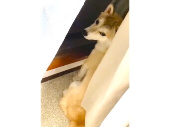 柴犬,動画