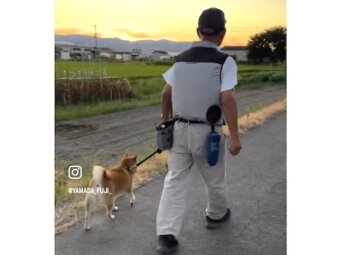 柴犬,動画