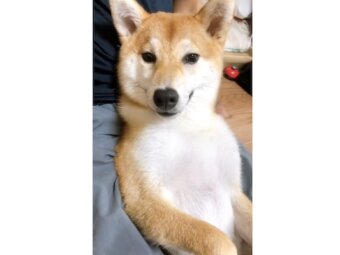 柴犬,動画