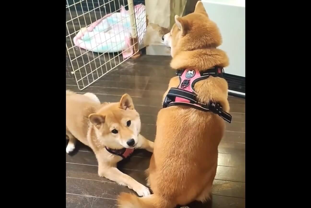 柴犬,動画