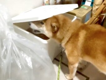 柴犬,動画