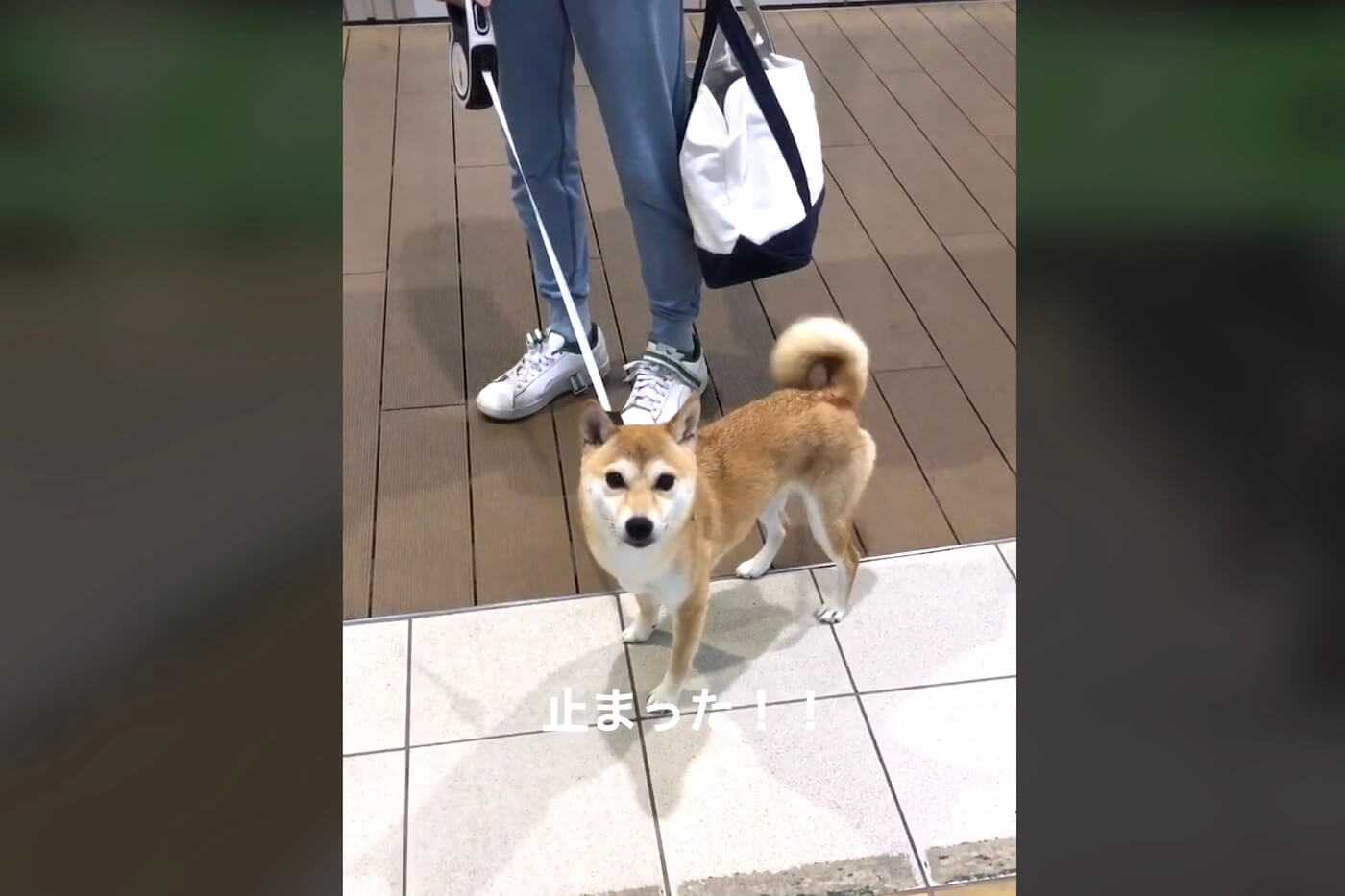 柴犬,動画