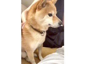 柴犬,動画