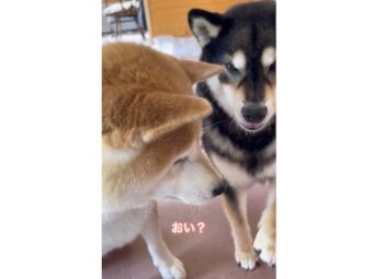 柴犬,動画