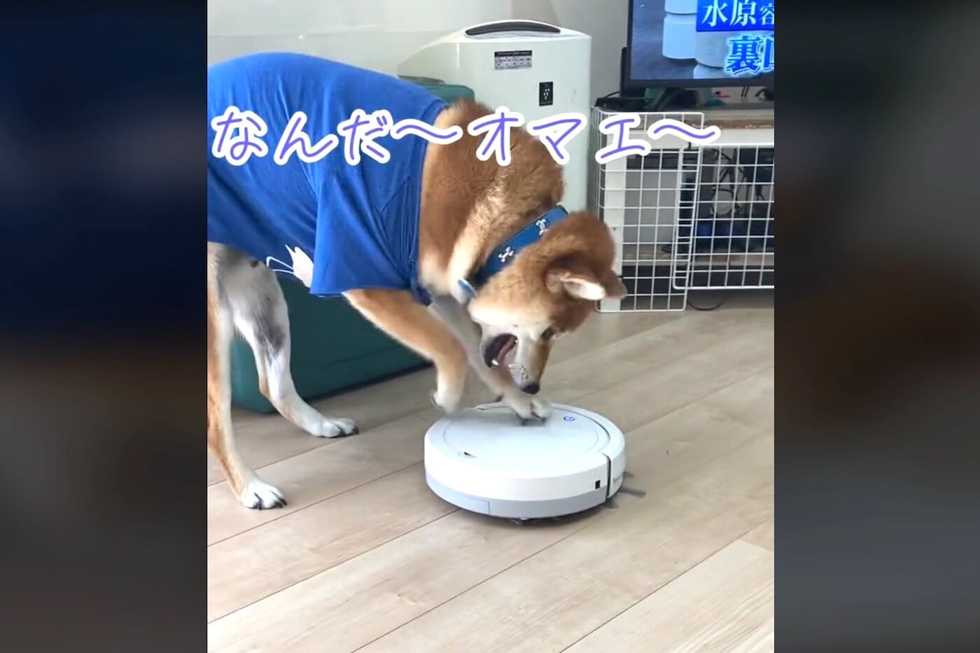 柴犬,動画