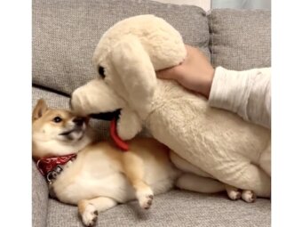 柴犬,動画