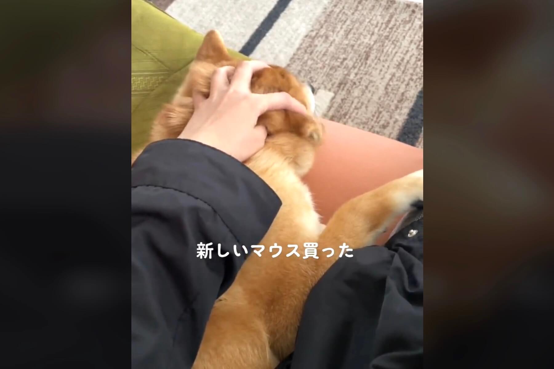 柴犬,動画