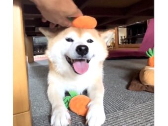 柴犬,動画