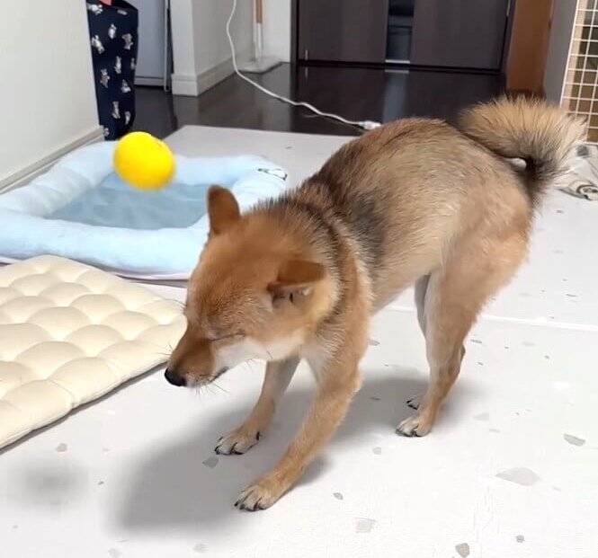 柴犬,動画