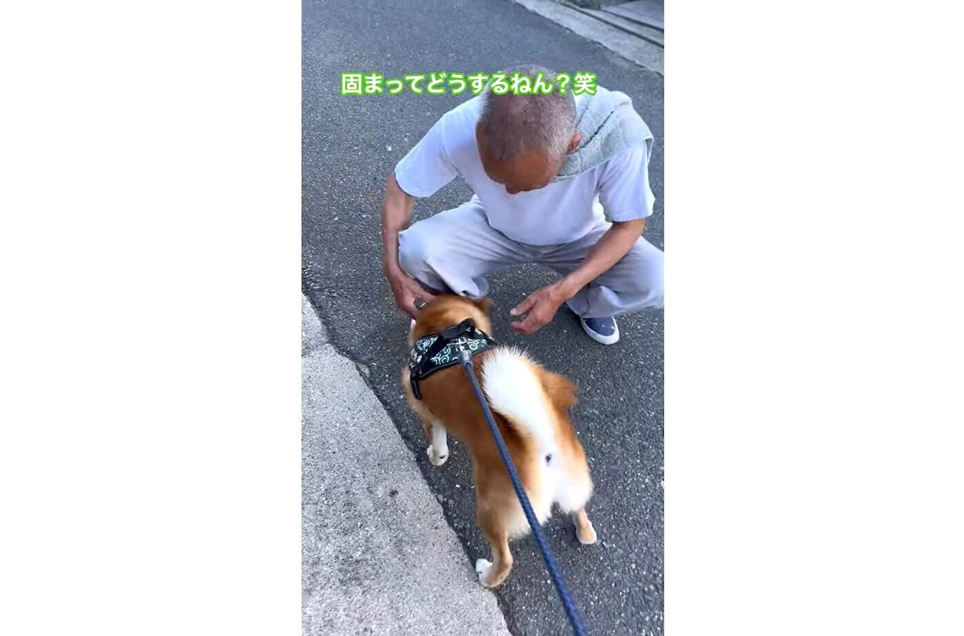 柴犬,動画