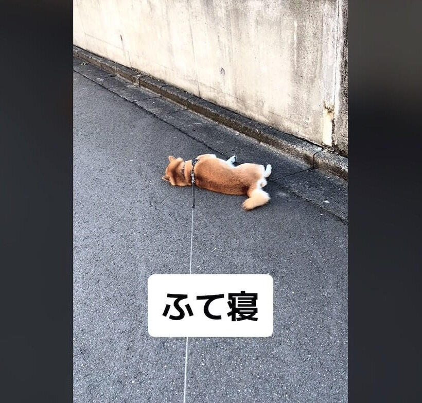 柴犬,動画